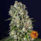 Tropicanna Banana - BARNEY'S FARM | TanieSianie.pl