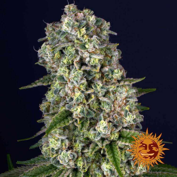 Tropicanna Banana - BARNEY'S FARM | TanieSianie.pl