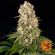 Tropicanna Banana - BARNEY'S FARM | TanieSianie.pl
