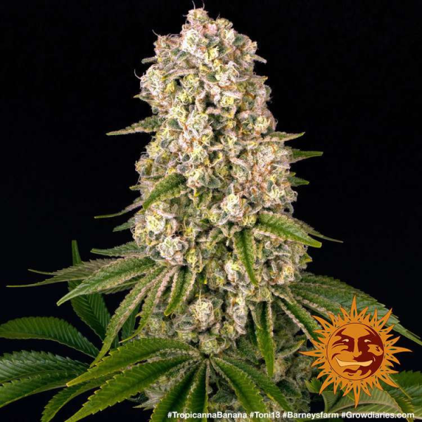 Tropicanna Banana - BARNEY'S FARM | TanieSianie.pl