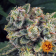 Tropicanna Banana - BARNEY'S FARM | TanieSianie.pl