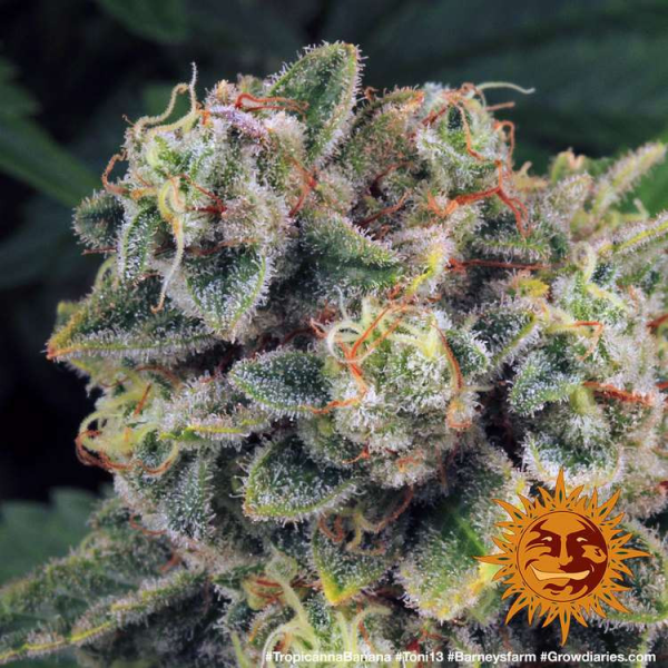 Tropicanna Banana - BARNEY'S FARM | TanieSianie.pl