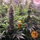 Tropicanna Banana - BARNEY'S FARM | TanieSianie.pl