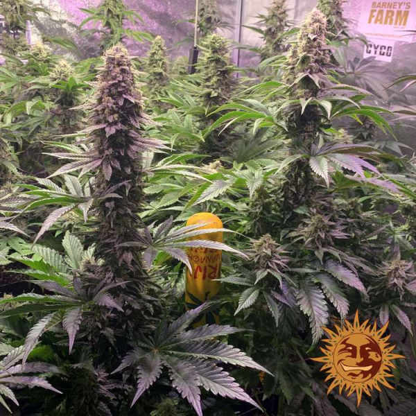Tropicanna Banana - BARNEY'S FARM | TanieSianie.pl