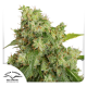 Auto Xtreme - DUTCH PASSION | TanieSianie.pl