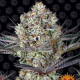 Dos Si Dos 33 - BARNEY'S FARM | TanieSianie.pl