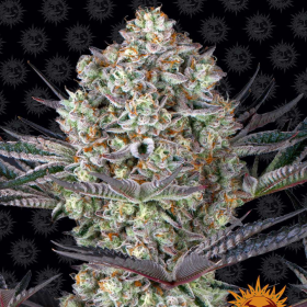 Dos Si Dos 33 - BARNEY'S FARM | TanieSianie.pl