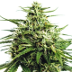 Vision Gorilla Auto - Vision Seeds | TanieSianie.pl