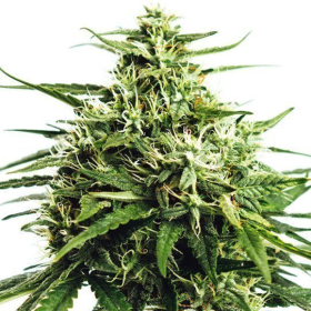 Vision Gorilla Auto - Vision Seeds | TanieSianie.pl