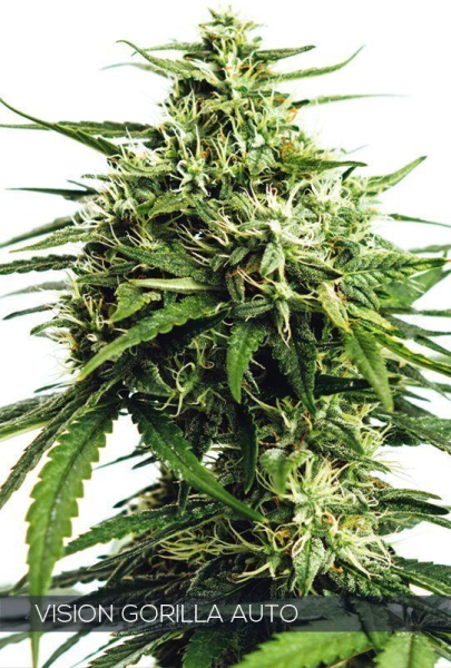 Vision Gorilla Auto - Vision Seeds | TanieSianie.pl