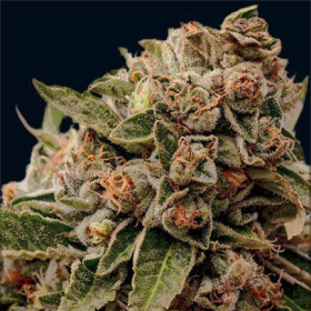 Lamb's Breath x AK 49 - Vision Seeds | TanieSianie.pl