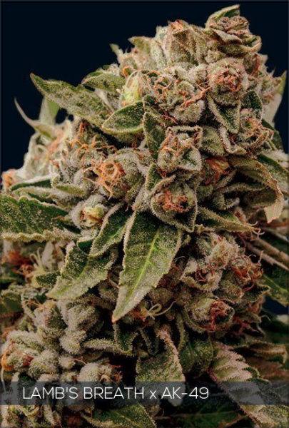 Lamb's Breath x AK 49 - Vision Seeds | TanieSianie.pl