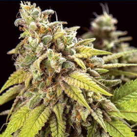 Doctor Jamaica Auto - Vision Seeds | TanieSianie.pl