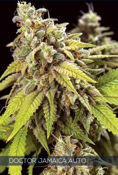 Doctor Jamaica Auto - Vision Seeds | TanieSianie.pl