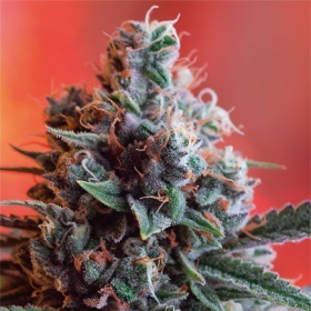 Dark Star x AK 49 - Vision Seeds | TanieSianie.pl