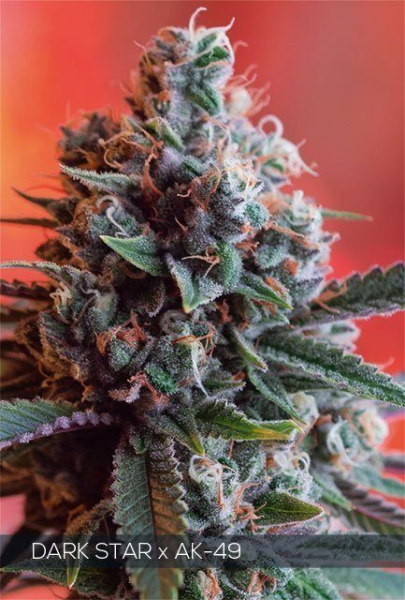 Dark Star x AK 49 - Vision Seeds | TanieSianie.pl