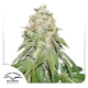 Banana Blaze - DUTCH PASSION | TanieSianie.pl