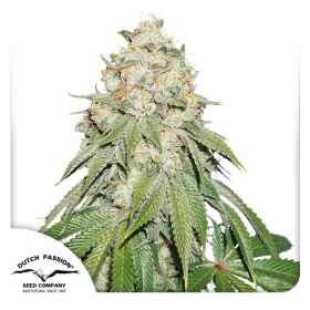 Banana Blaze - DUTCH PASSION | TanieSianie.pl