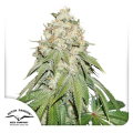 Banana Blaze - DUTCH PASSION