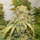 Banana Blaze - DUTCH PASSION | TanieSianie.pl