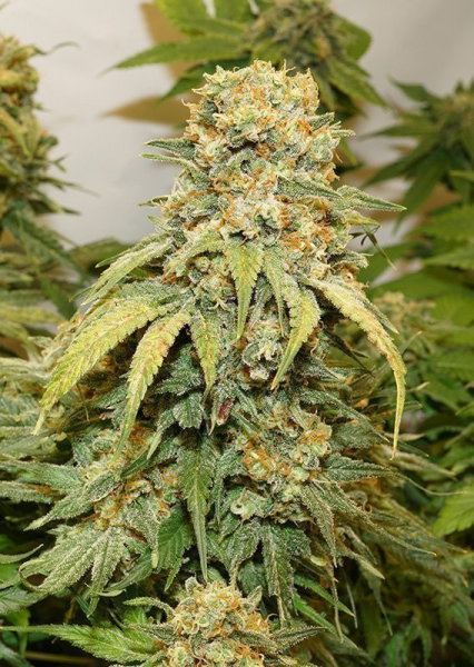 Banana Blaze - DUTCH PASSION | TanieSianie.pl