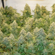 Banana Blaze - DUTCH PASSION | TanieSianie.pl
