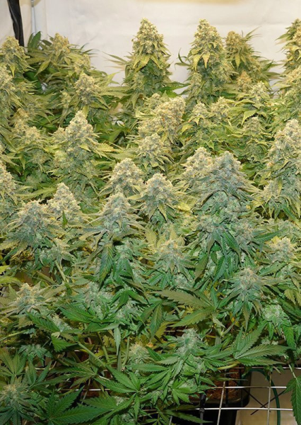 Banana Blaze - DUTCH PASSION | TanieSianie.pl