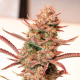 Auto Banana Blaze - DUTCH PASSION | TanieSianie.pl