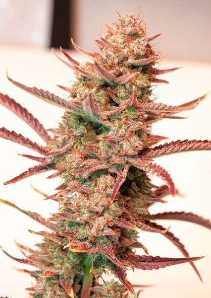Auto Banana Blaze - DUTCH PASSION | TanieSianie.pl