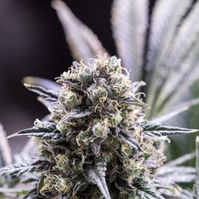 Quick Dinamed CBD - DINAFEM | TanieSianie.pl