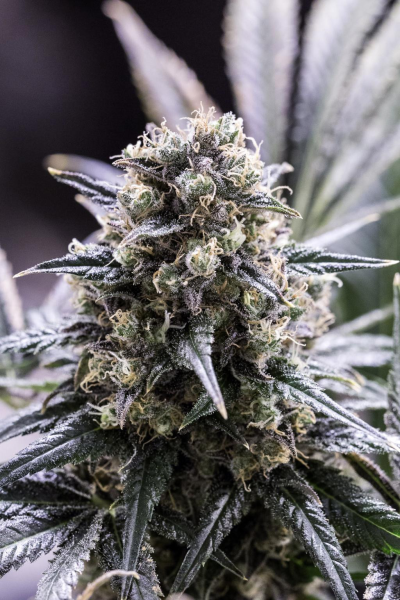 Quick Dinamed CBD - DINAFEM | TanieSianie.pl