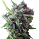 Auto Zamaldelica - ACE SEEDS | TanieSianie.pl