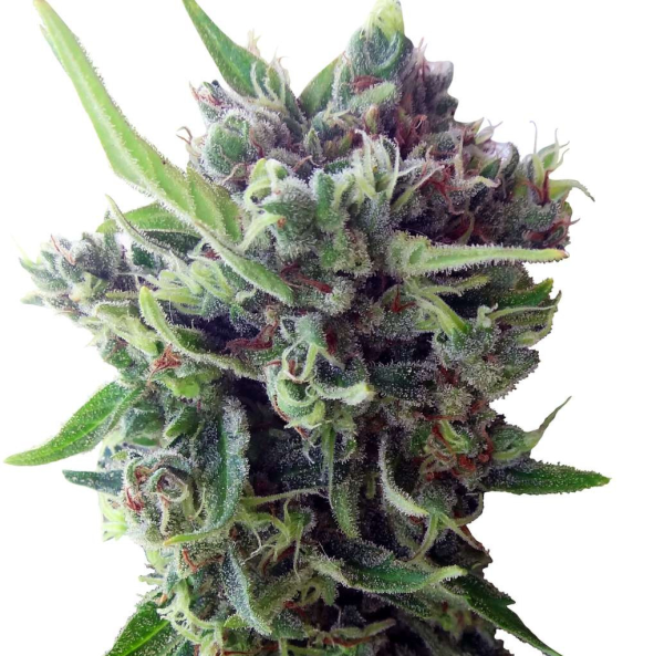 Auto Zamaldelica - ACE SEEDS | TanieSianie.pl