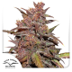 CBD Auto Blackberry Kush - DUTCH PASSION | TanieSianie.pl