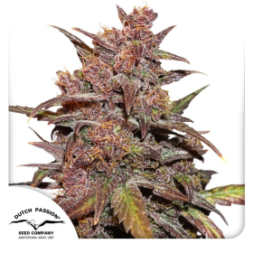 CBD Auto Blackberry Kush - DUTCH PASSION | TanieSianie.pl