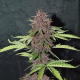 CBD Auto Blackberry Kush - DUTCH PASSION | TanieSianie.pl