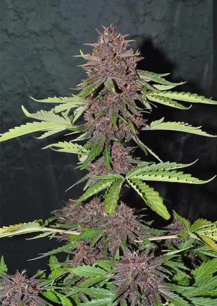 CBD Auto Blackberry Kush - DUTCH PASSION | TanieSianie.pl