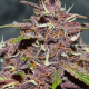 CBD Auto Blackberry Kush - DUTCH PASSION | TanieSianie.pl