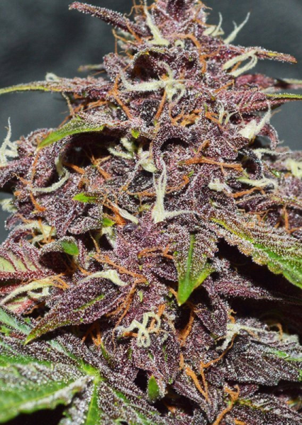 CBD Auto Blackberry Kush - DUTCH PASSION | TanieSianie.pl