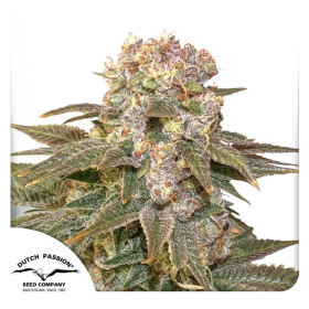 C Vibez - DUTCH PASSION | TanieSianie.pl