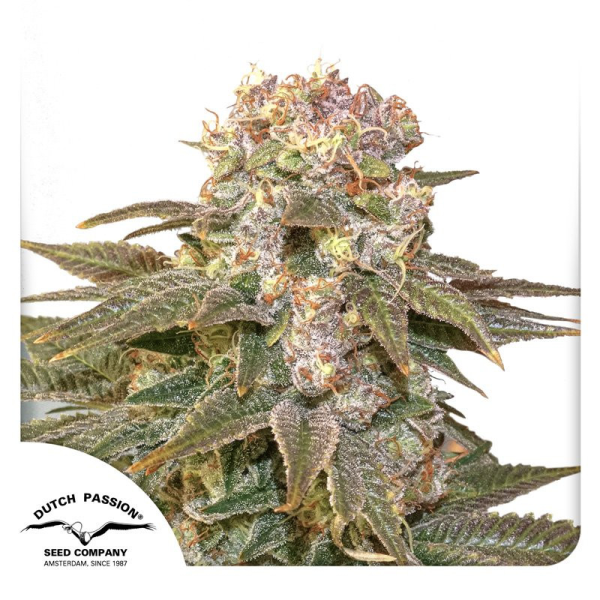 C Vibez - DUTCH PASSION | TanieSianie.pl