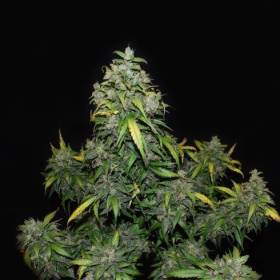 Zkittlez Auto | TanieSianie.pl