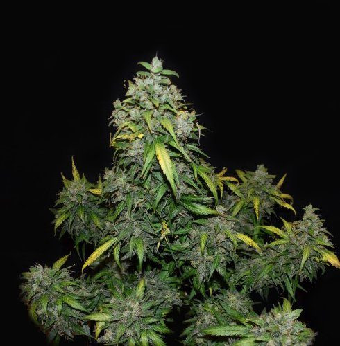 Zkittlez Auto | TanieSianie.pl