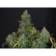 Zkittlez Auto | TanieSianie.pl