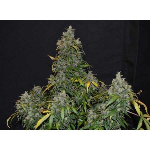 Zkittlez Auto | TanieSianie.pl
