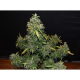 Zkittlez Auto | TanieSianie.pl