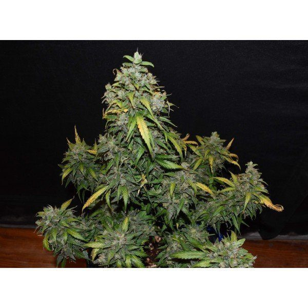 Zkittlez Auto | TanieSianie.pl