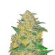 Original Auto AK - FASTBUDS | TanieSianie.pl
