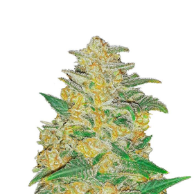 Original Auto AK - FASTBUDS | TanieSianie.pl