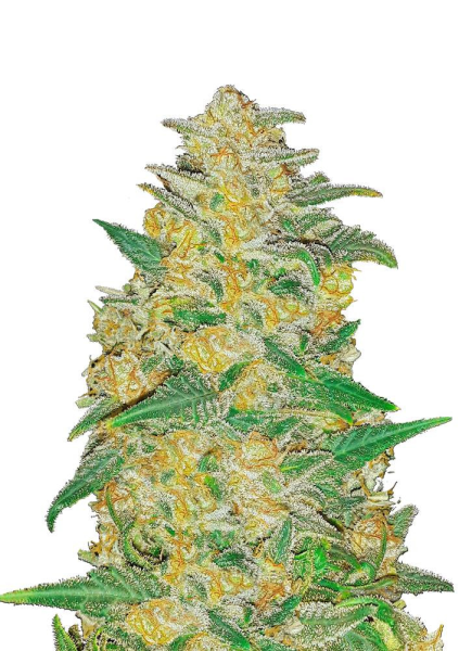 Original Auto AK - FASTBUDS | TanieSianie.pl